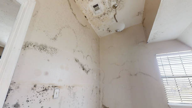  West Concord, MA Mold Removal Pros