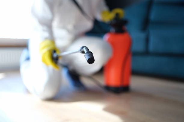 Best Basement Mold Removal  in West Concord, MA