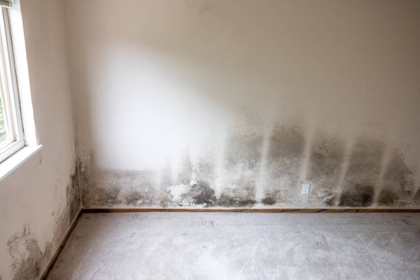 Best Mold Remediation for Healthcare Facilities  in West Concord, MA