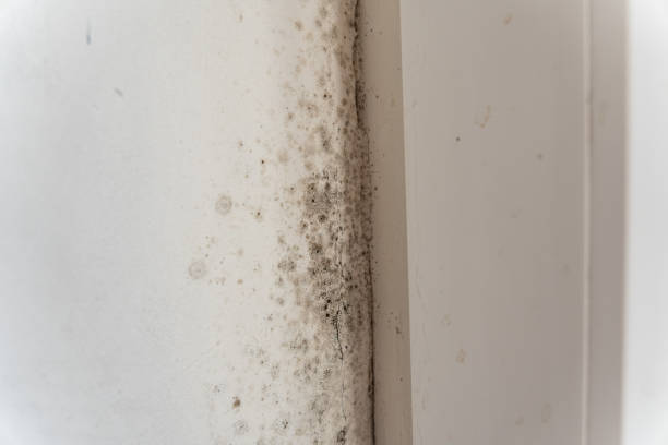 Reliable West Concord, MA Mold Removal Solutions