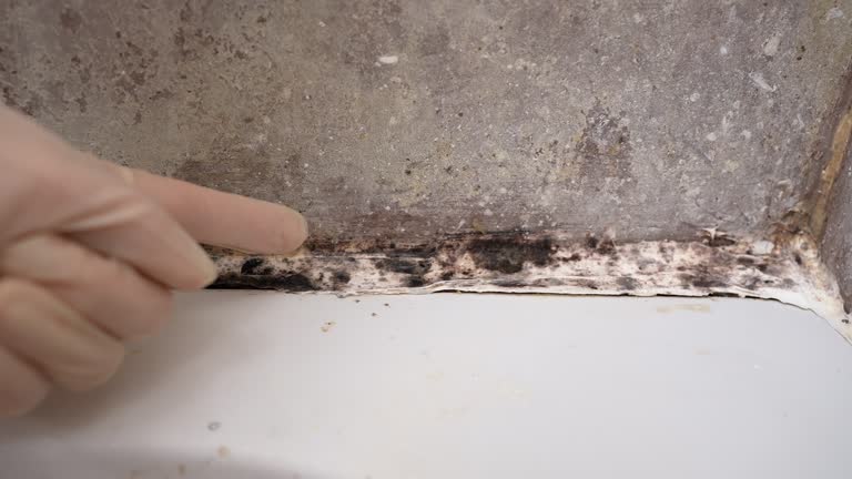 Best Attic Mold Removal  in West Concord, MA