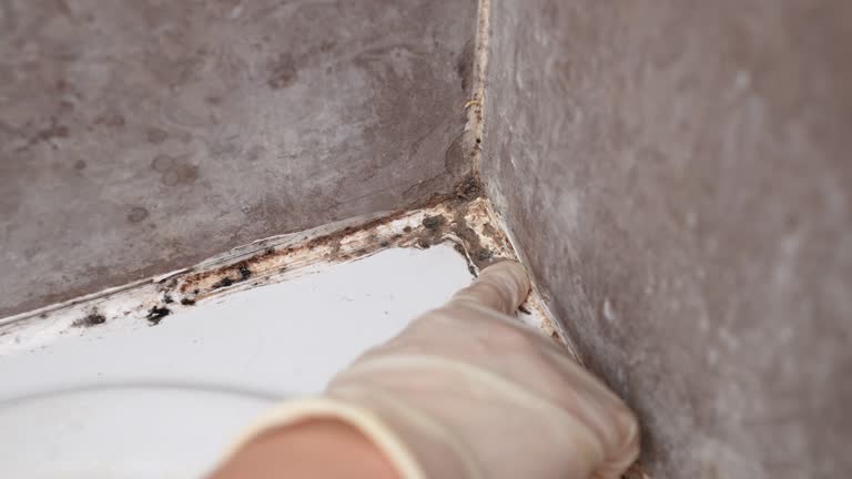 Best Environmental Consulting for Mold Prevention  in West Concord, MA